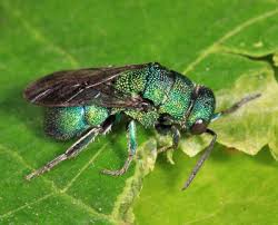 Attēlu rezultāti vaicājumam “Hedychrum sp.”