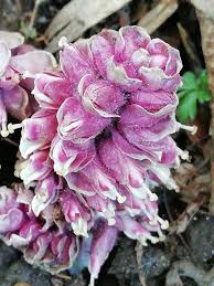 Attēlu rezultāti vaicājumam “Lathraea squamaria flower”