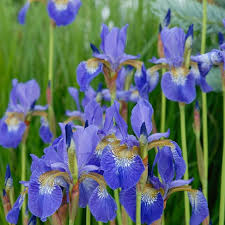 Attēlu rezultāti vaicājumam “Iris sibirica leaf”
