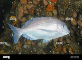 Image result for Pachymetopon grande