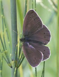 Attēlu rezultāti vaicājumam “Aphantopus hyperantus upperside”