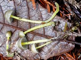 Attēlu rezultāti vaicājumam “Mycena epipterygia”