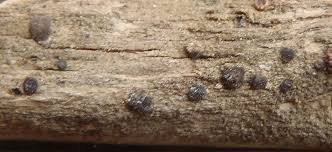 Attēlu rezultāti vaicājumam “Bacidia subincompta”