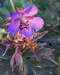 Attēlu rezultāti vaicājumam “Geranium pratense flower”