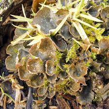 Attēlu rezultāti vaicājumam “Peltigera extenuata”