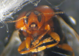 Attēlu rezultāti vaicājumam “Galerucella nymphaeae pupa”