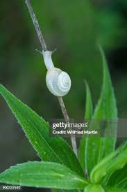 Attēlu rezultāti vaicājumam “Helicidae”