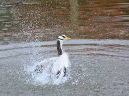 Attēlu rezultāti vaicājumam “Branta leucopsis adult”