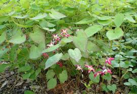 Attēlu rezultāti vaicājumam “Epimedium alpinum”