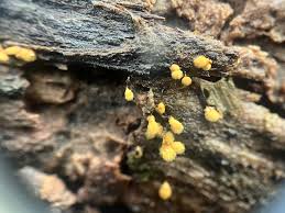 Attēlu rezultāti vaicājumam “Symphytocarpus flaccidus spores”