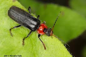 Attēlu rezultāti vaicājumam “Cantharis fusca”