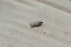 Attēlu rezultāti vaicājumam “Aphelia viburniana”