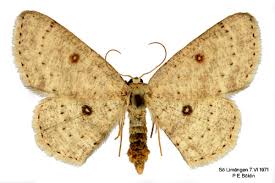 Attēlu rezultāti vaicājumam “Cyclophora albipunctata”