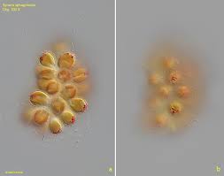 Attēlu rezultāti vaicājumam “Pohlia sphagnicola”