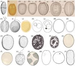 Attēlu rezultāti vaicājumam “Diderma roanense macro”