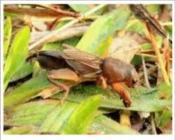 Attēlu rezultāti vaicājumam “Gryllotalpa gryllotalpa”