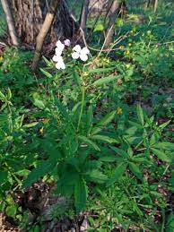 Attēlu rezultāti vaicājumam “Cardamine bulbifera”