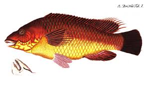 Image result for Labrus bergylta