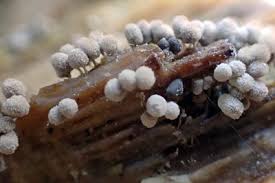 Attēlu rezultāti vaicājumam “Arcyria cinerea macro”