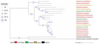 Attēlu rezultāti vaicājumam “Nectria sp., Neonectria sp.”