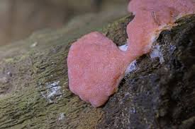 Attēlu rezultāti vaicājumam “Lycogala irregulare macro”