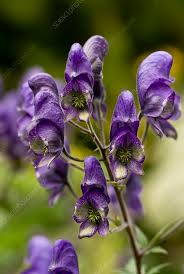 Attēlu rezultāti vaicājumam “Aconitum napellus”