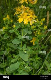 Attēlu rezultāti vaicājumam “Hypericum maculatum flower”