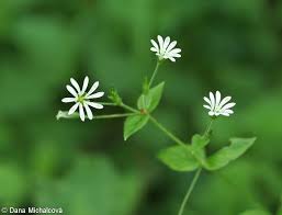 Attēlu rezultāti vaicājumam “Stellaria nemorum flower”