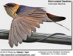 Image result for Cecropis daurica