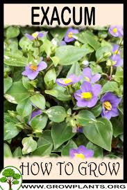 Image result for Exacum affine