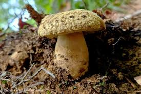 Attēlu rezultāti vaicājumam “Gyroporus cyanescens”