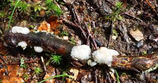 Attēlu rezultāti vaicājumam “Myxarium nucleatum”