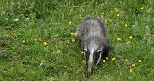 Attēlu rezultāti vaicājumam “Meles meles adult”