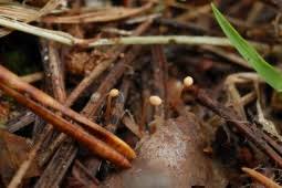 Attēlu rezultāti vaicājumam “Heyderia abietis”