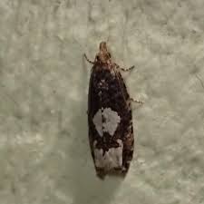 Attēlu rezultāti vaicājumam “Epinotia trigonella”