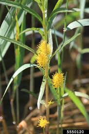Attēlu rezultāti vaicājumam “Lysimachia thyrsiflora”