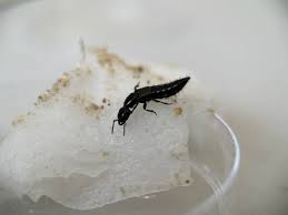 Billedresultat for rovbille