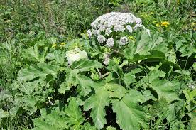 Image result for Heracleum sphondylium