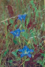 Attēlu rezultāti vaicājumam “Gentiana pneumonanthe flower”