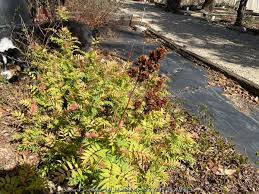 Attēlu rezultāti vaicājumam “Sorbaria sorbifolia fruit”