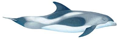 Image result for Lagenorhynchus albirostris