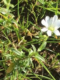 Attēlu rezultāti vaicājumam “Cerastium arvense flower”