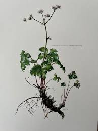 Attēlu rezultāti vaicājumam “Sanicula europaea”