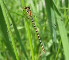 Attēlu rezultāti vaicājumam “Lestes dryas female”
