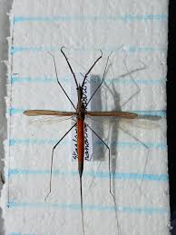 Attēlu rezultāti vaicājumam “Ranatra linearis”