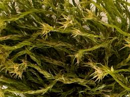 Attēlu rezultāti vaicājumam “Pohlia wahlenbergii sporophyte”