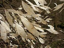 Attēlu rezultāti vaicājumam “Lunaria rediviva leaf”