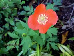 Image result for Meconopsis cambrica