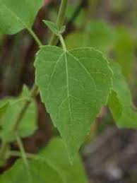 Attēlu rezultāti vaicājumam “Amaranthus retroflexus leaf”