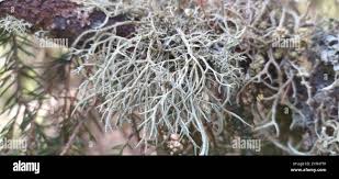 Attēlu rezultāti vaicājumam “Evernia mesomorpha”